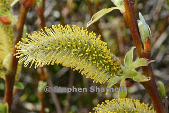 salix catkins 2 graphic